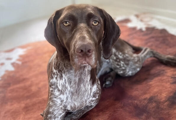 Human-Centered Design Human-Centered Design